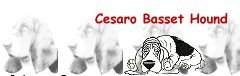 cesarobanner.jpg (6103 bytes)